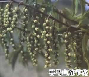 小通草:点击看原图 小通草