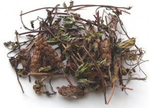 夏枯草:点击看原图 夏枯草