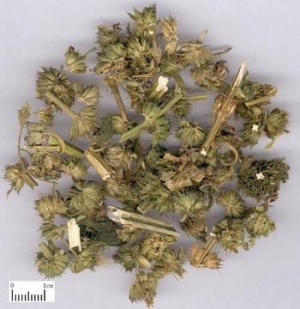 益母草:点击看原图 益母草