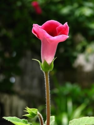 烟筒花:点击看原图 烟筒花