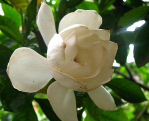 栀子花:点击看原图 栀子花