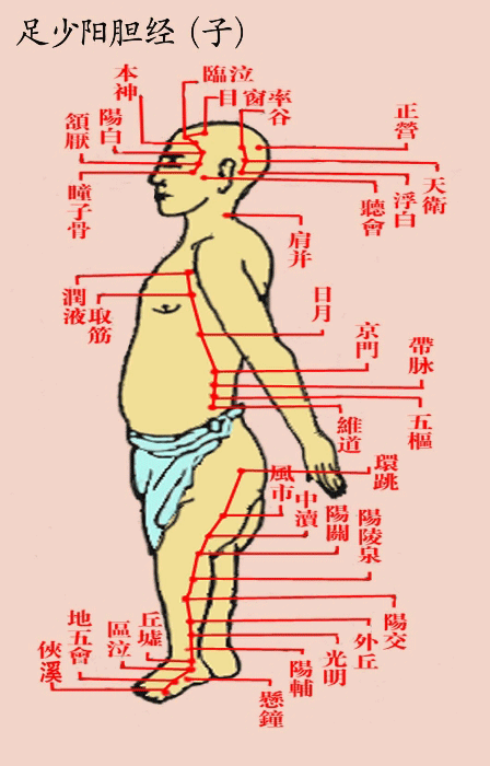 足少阳胆经(子)