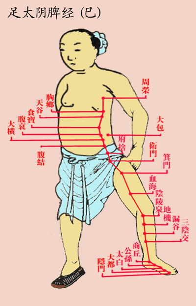 足太阴脾经