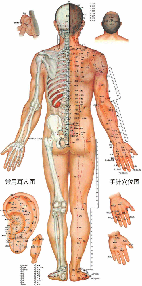 男性人体<a href=https://www.zhzyw.com/zyxx/jl/087513C927I403K3BC1238F.html target=_blank>经络</a>穴位图背面