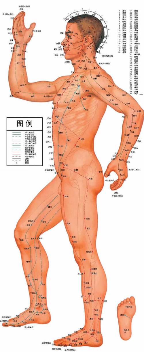 男性人体<a href=https://www.zhzyw.com/zyxx/jl/087513C927I403K3BC1238F.html target=_blank>经络</a>穴位图侧面