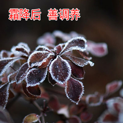 霜降后 善调养