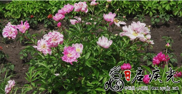 芍药诗词咏集