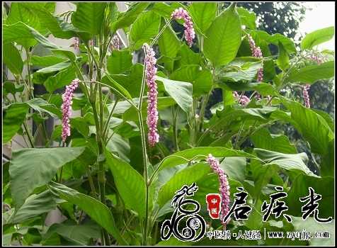 红蓼